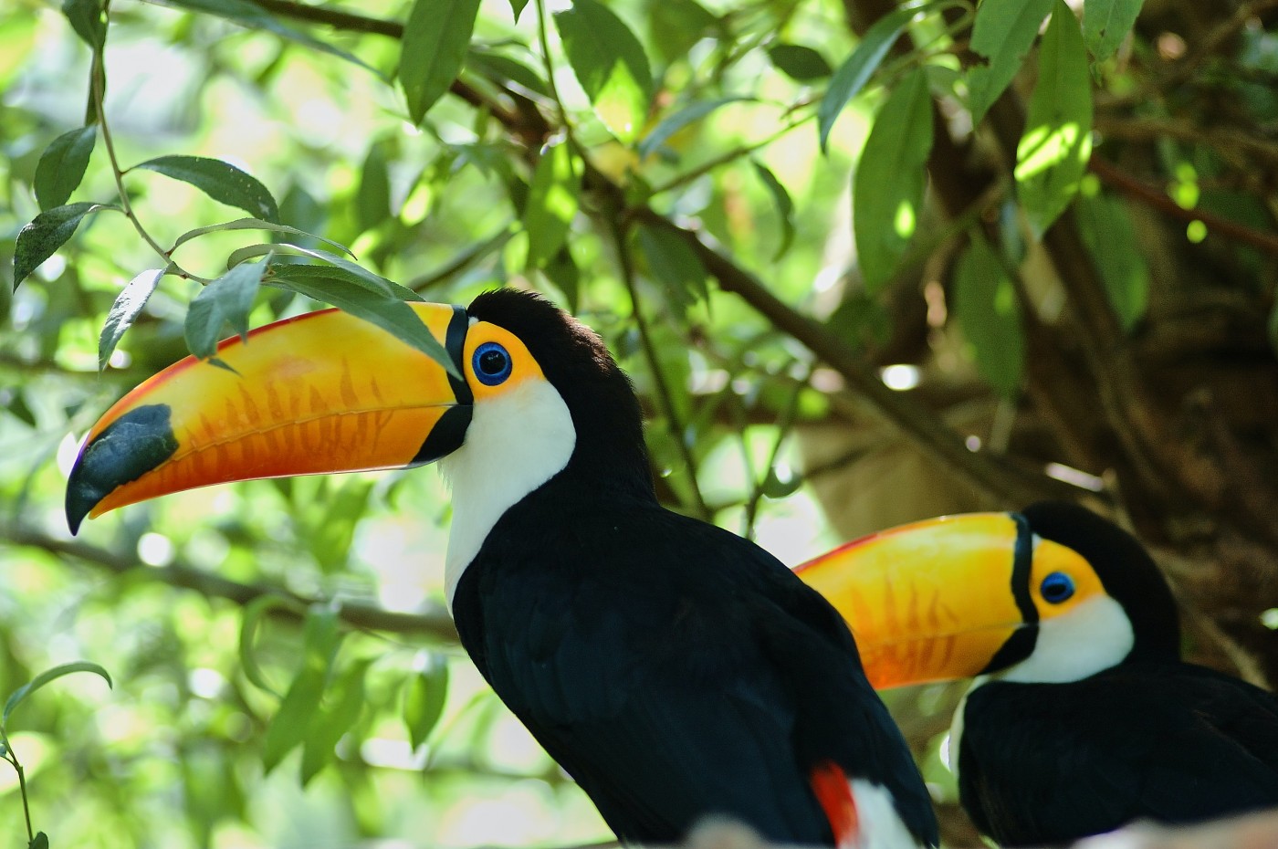 Talamanca-bjergene, Costa Rica