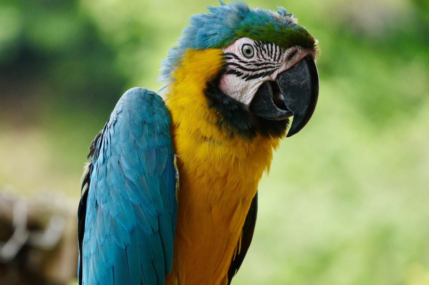 papegøje Den Dominikanske Republik