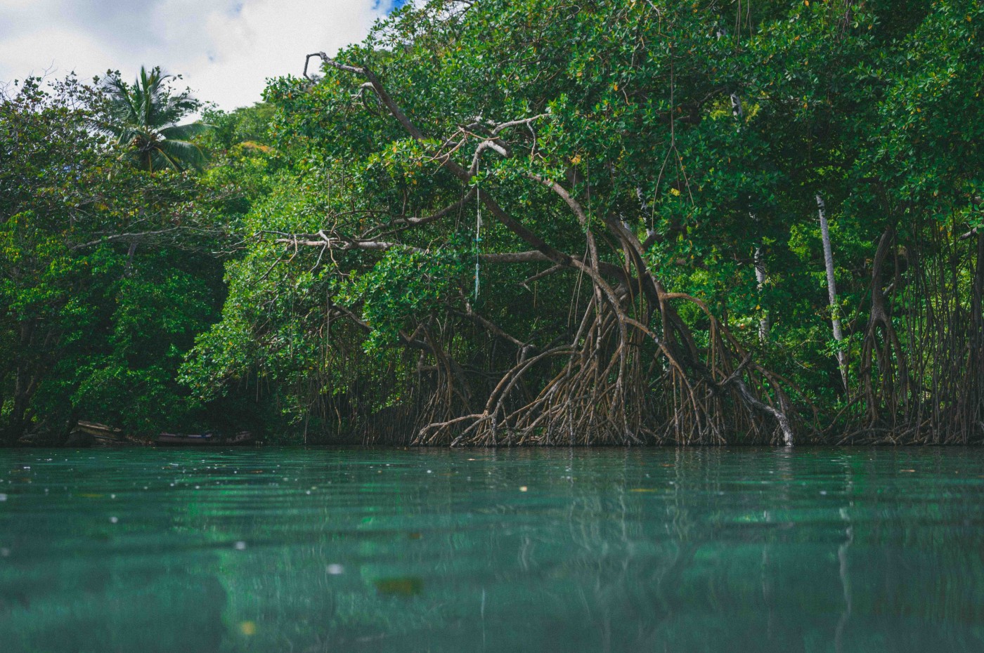 mangrove, Den Dominikanske Republik