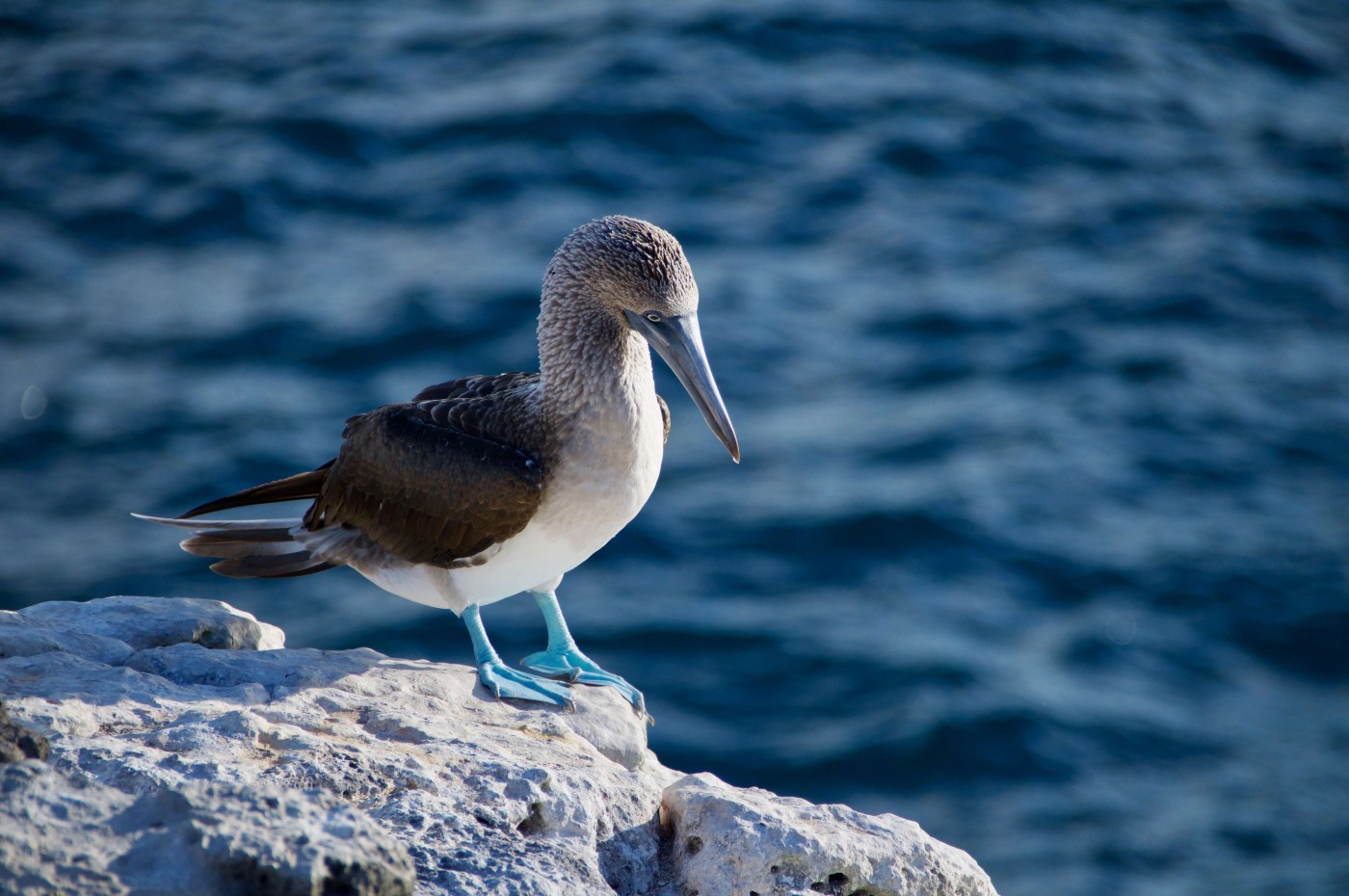 Blå sule på Galapagos