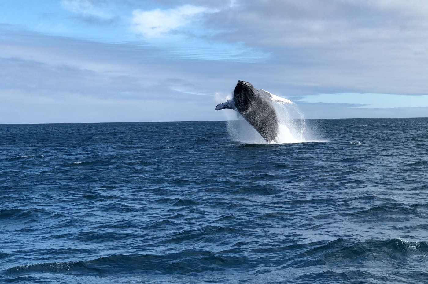 Hval på Galapagos