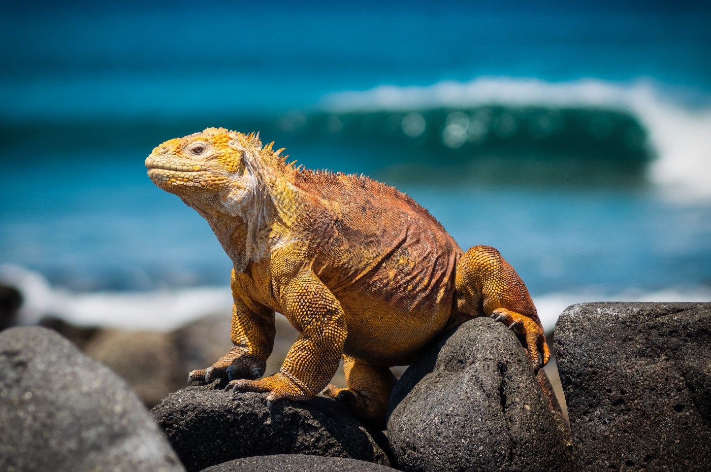 Leguan på Galapagos