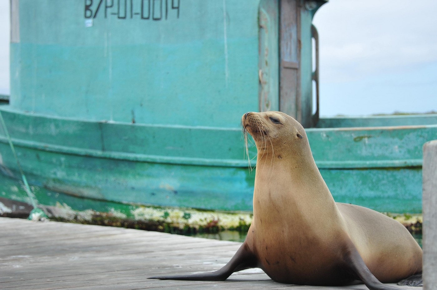 Søløve på Galapagos