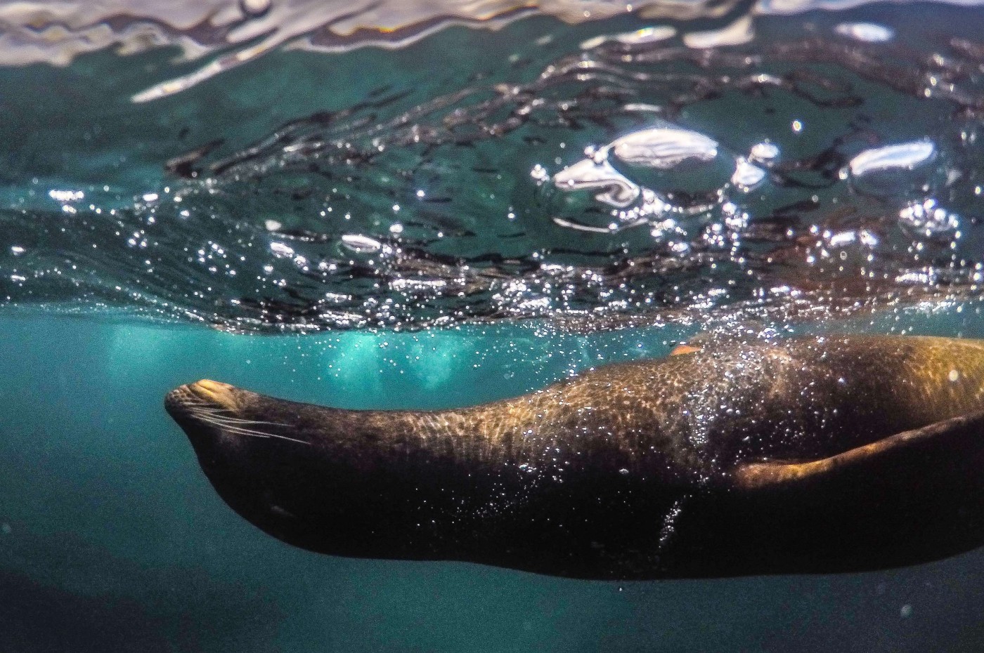 Søløve på Galapagos