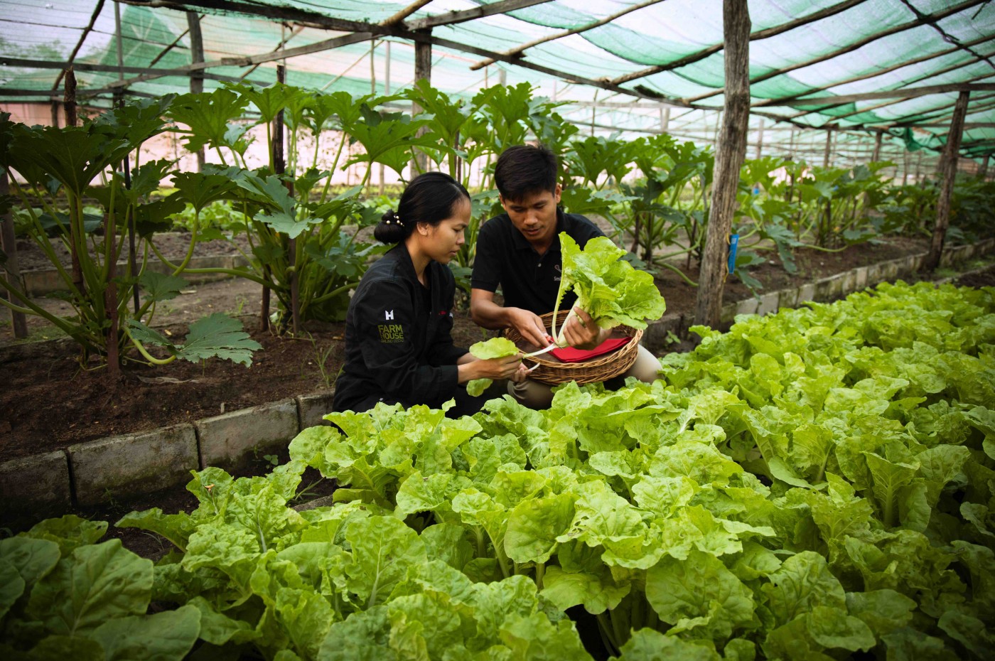 farm to table at Smiling Gecko's Farmhouse Resort & Spa, Cambodja