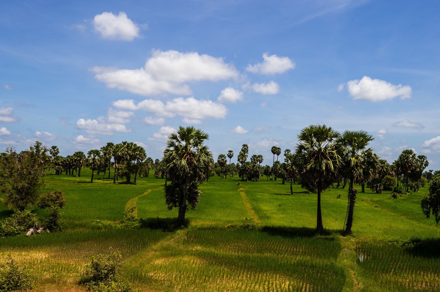 rice fields and palm trees at Smiling Gecko's Farmhouse Resort & Spa, Cambodja