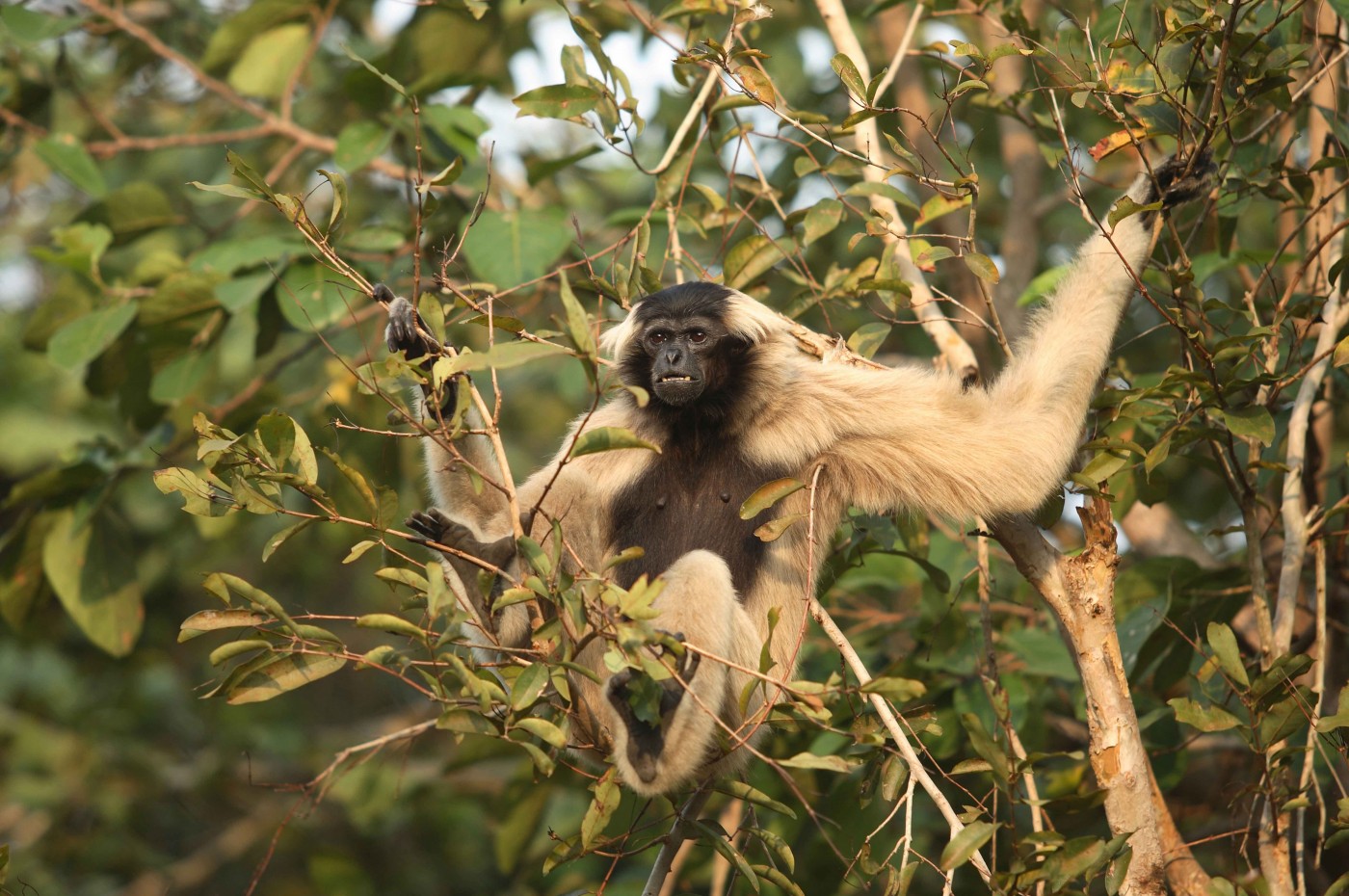 Gibbon abe på Cardamom Tented Camp, Cambodja