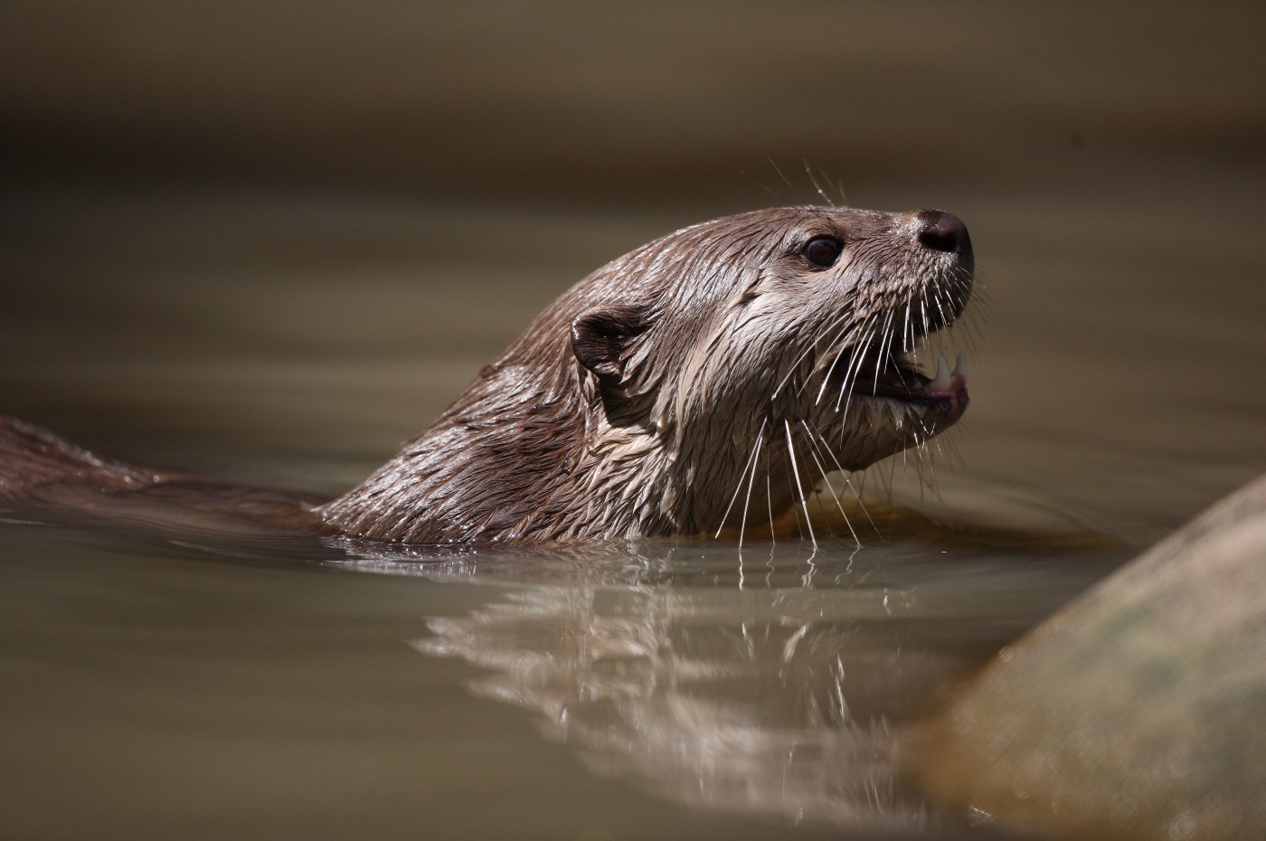 Cardamom Tented Camp, Cambodja