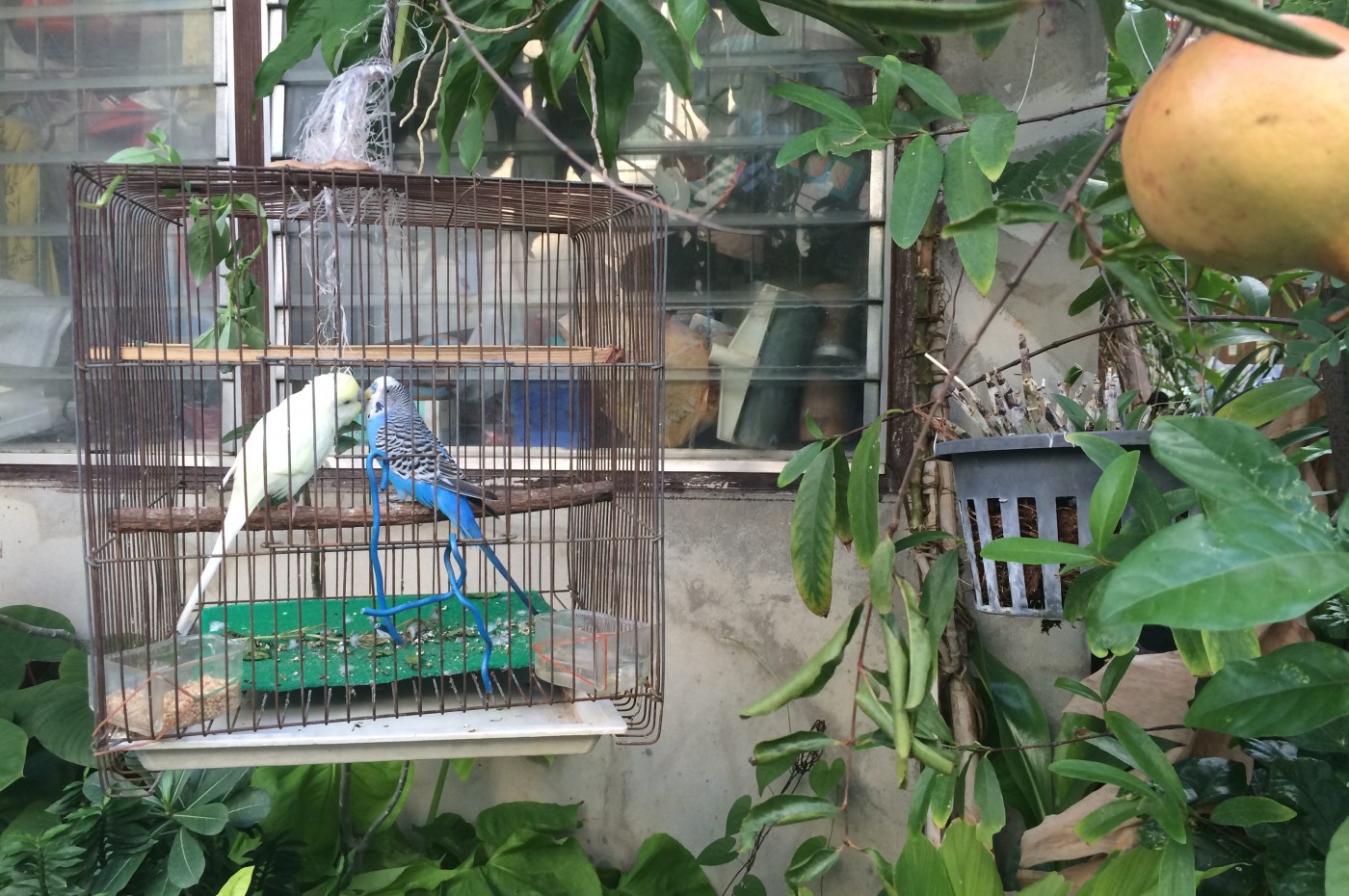 Bird, Bangkok, Thailand
