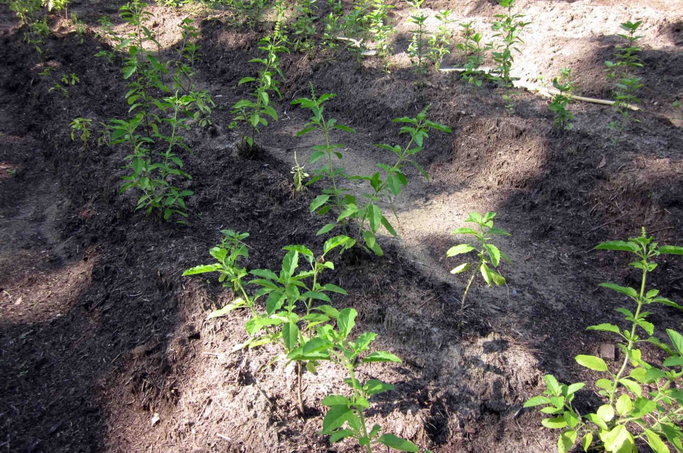 Costa Lanta, Koh Lanta, Thailand