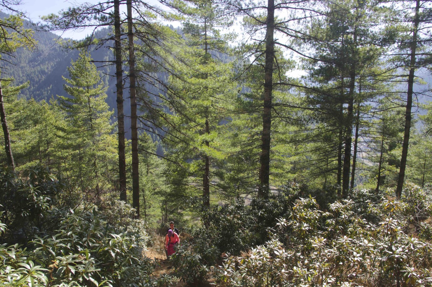 trekking, Haa Valley, Bhutan