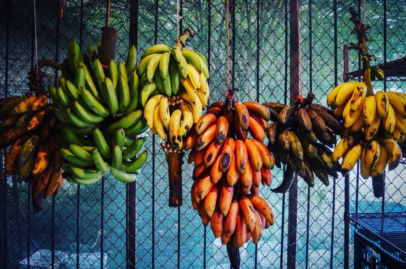 hængende bananklaser, Rancho Margot, Arenal, Costa Rica