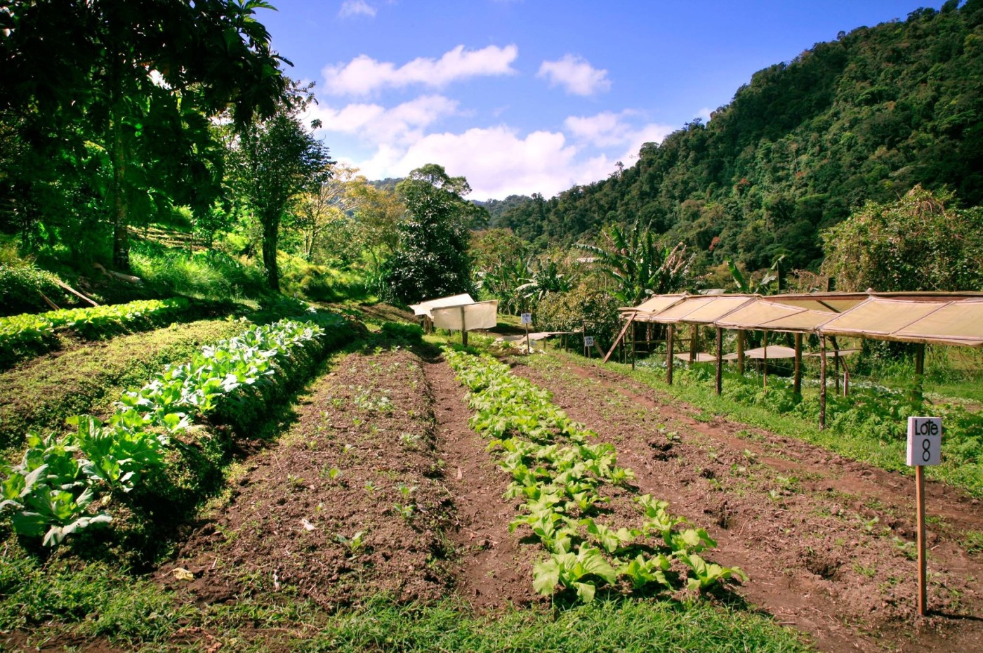 køkkenhaven omgivet af bjerge på Rancho Margot, Arenal, Costa Rica