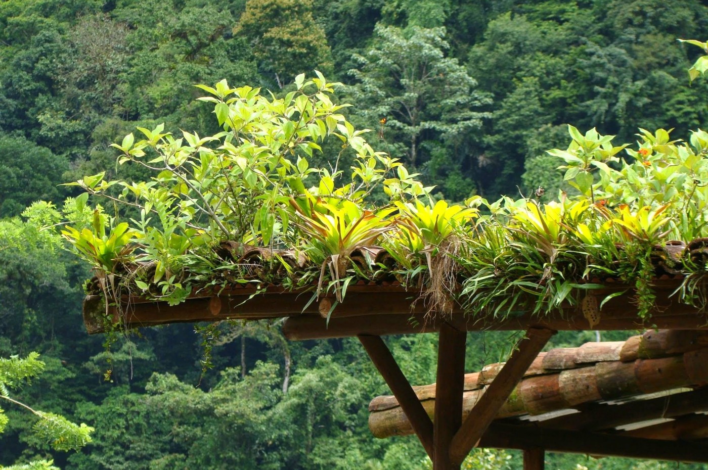 planter på taget på Rancho Margot, Arenal, Costa Rica