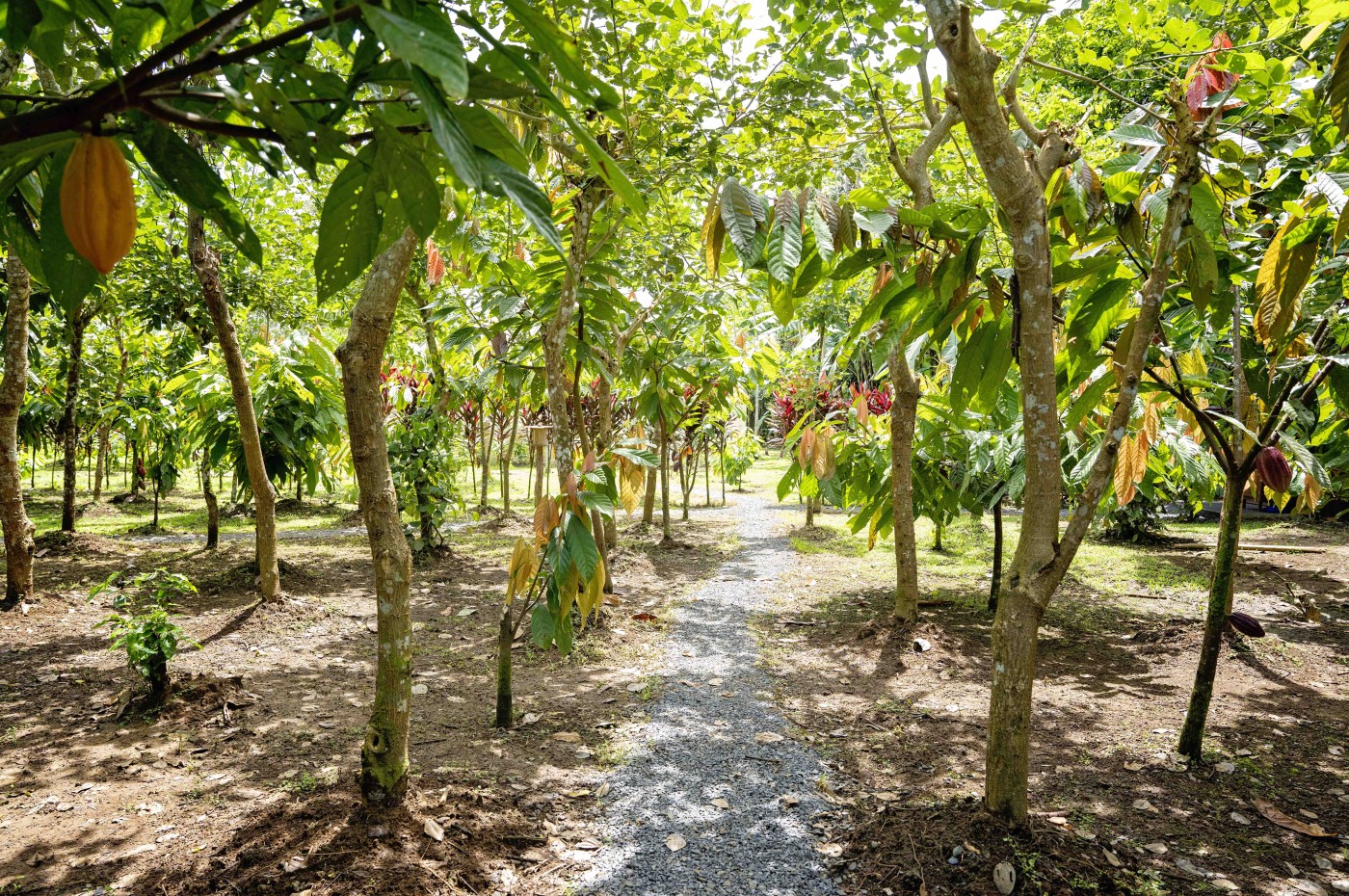 kakao bønner og træer på Maquenque Ecolodge, Costa Rica