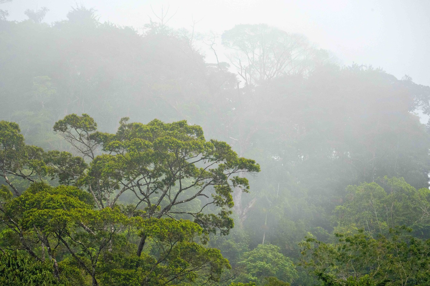 regnskov og tåge omkring Maquenque Ecolodge, Costa Rica