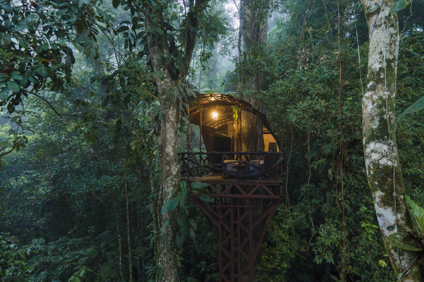 Trætophytte om aftenen, Maquenque Ecolodge, Costa Rica