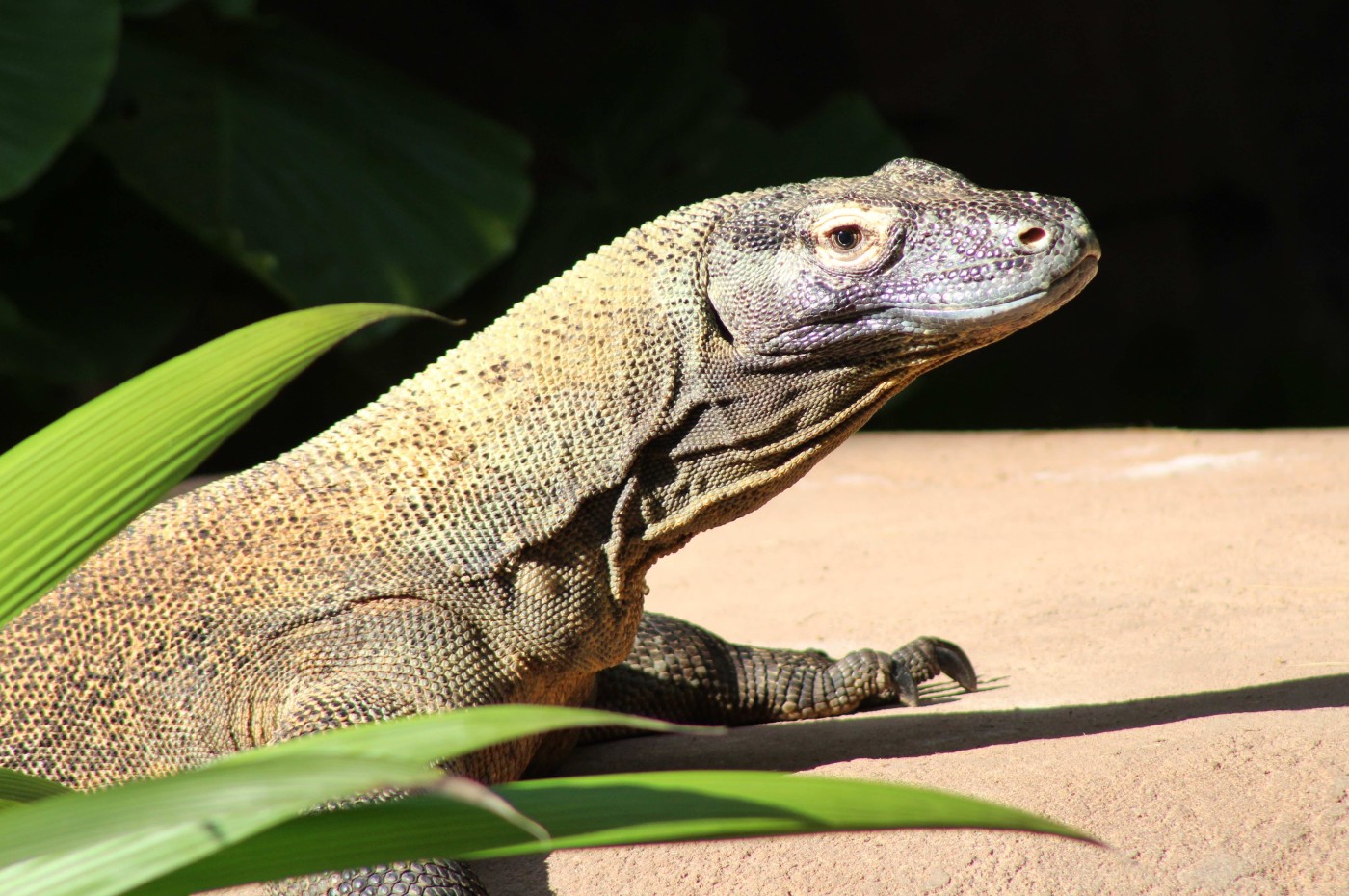 Komodovaran, Komodo National Park, Indonesien
