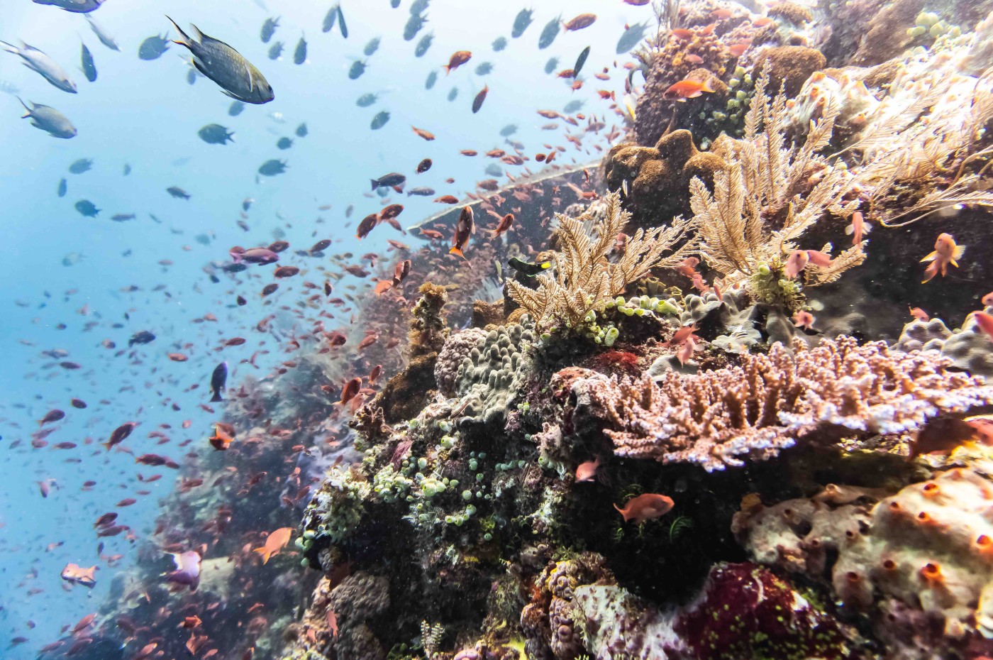 Komodo National Park, Indonesien