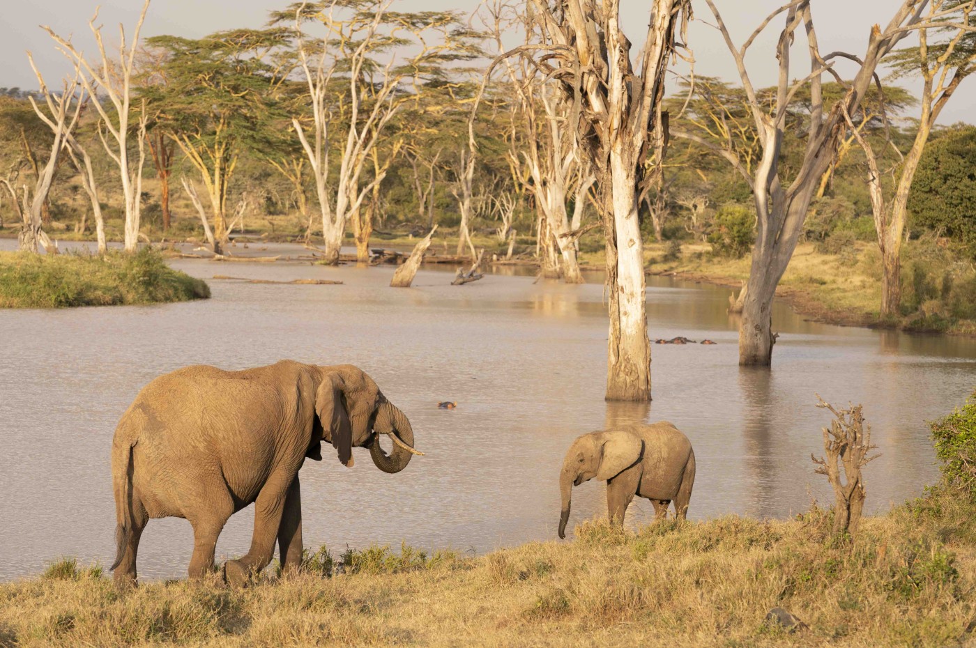 Elefanter i bushen El Karama Lodge, Laikipia, Kenya