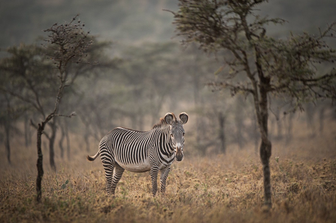 Zebra, El Karama Lodge, Laikipia, Kenya