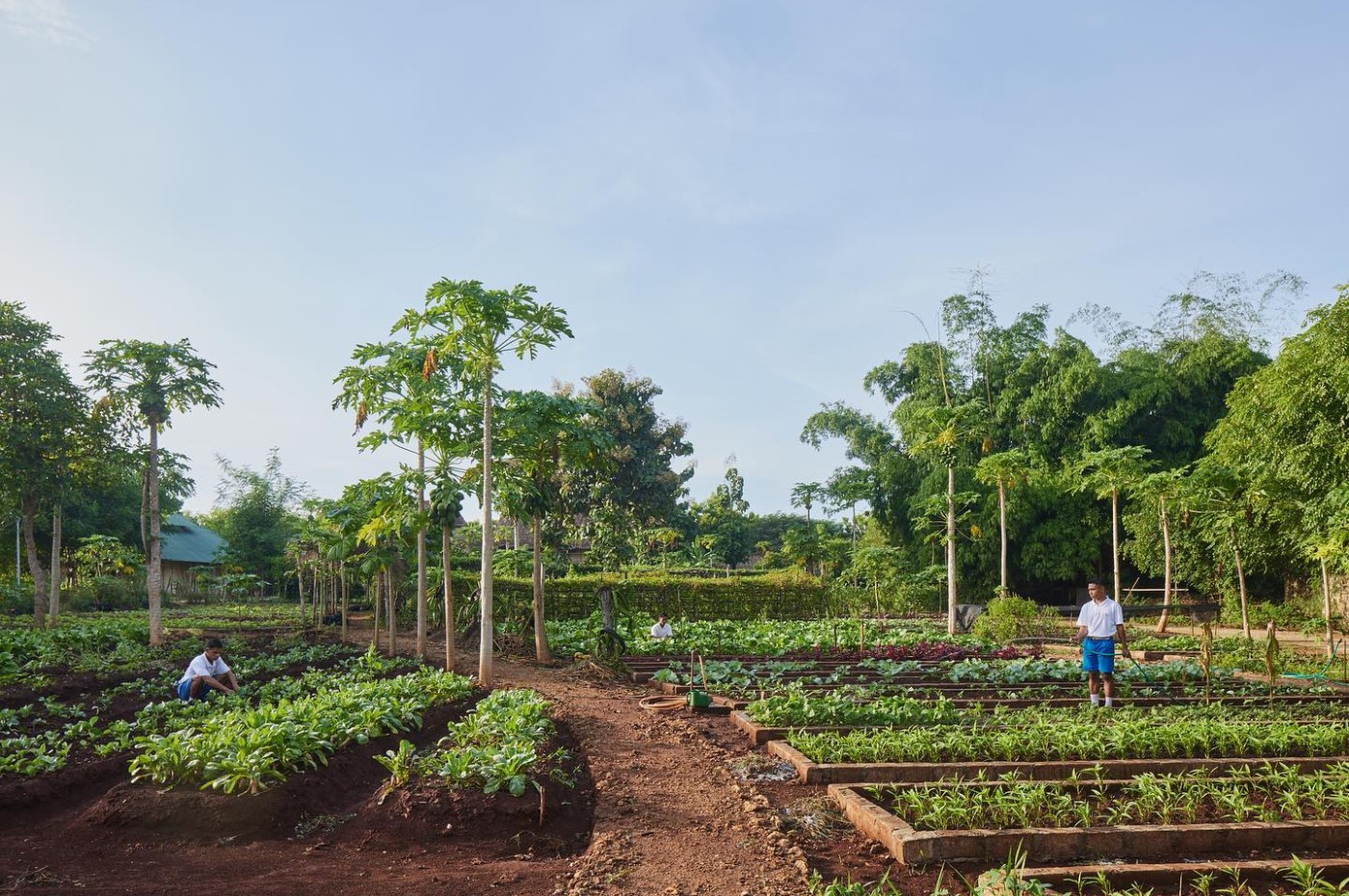permakultur farm køkkenhave, Sumba Hospitality Foundation, Indonesia