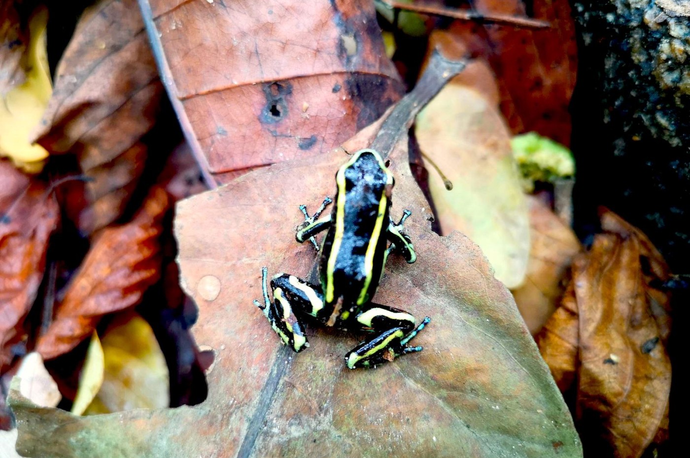 Frø i Tayrona Santa Marta, Colombia