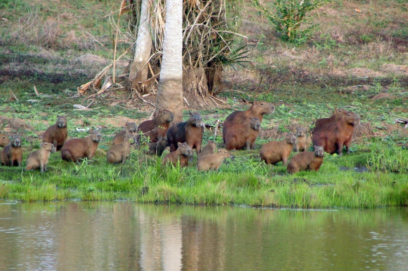 Reserva Natural Sanguaré, Den Caribiske Kyst, Colombia