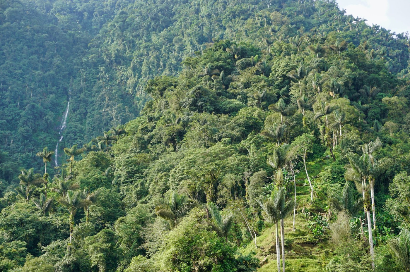 Jungle, Stillehavet, Colombia