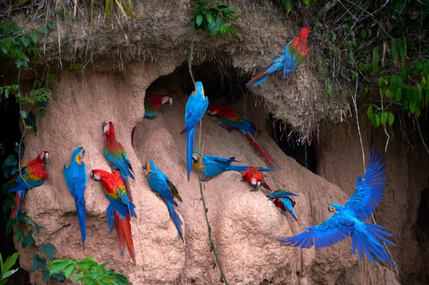 Posada Amazonas, Peru