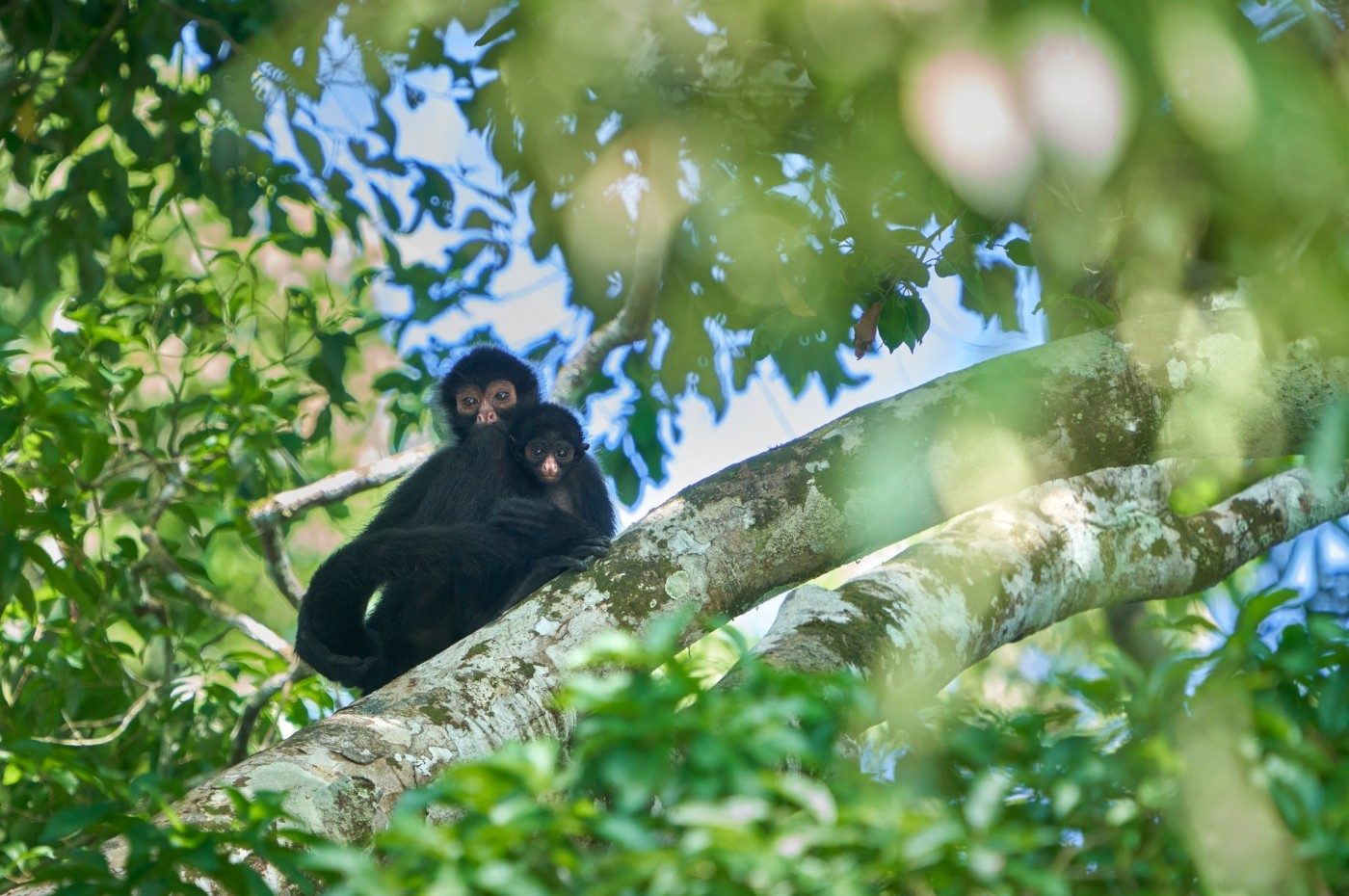 peru_amazonas_posada_amazonas_monkey.jpeg