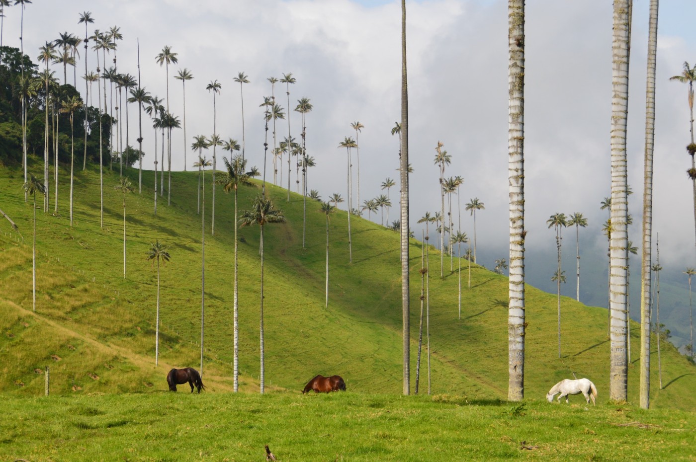 Cocora Valley, Kafferegionen, Colombia