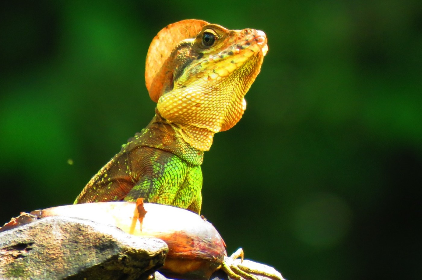 Leguan, Stillehavet, Colombia