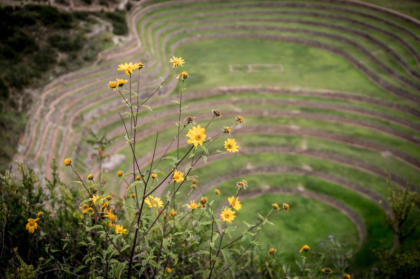 Blomster, Peru