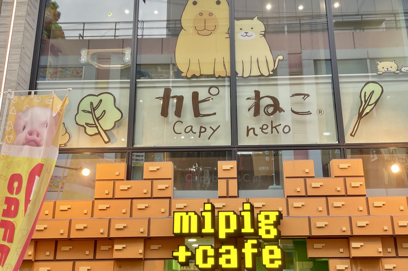 Capybara cafe, Tokyo, Japan
