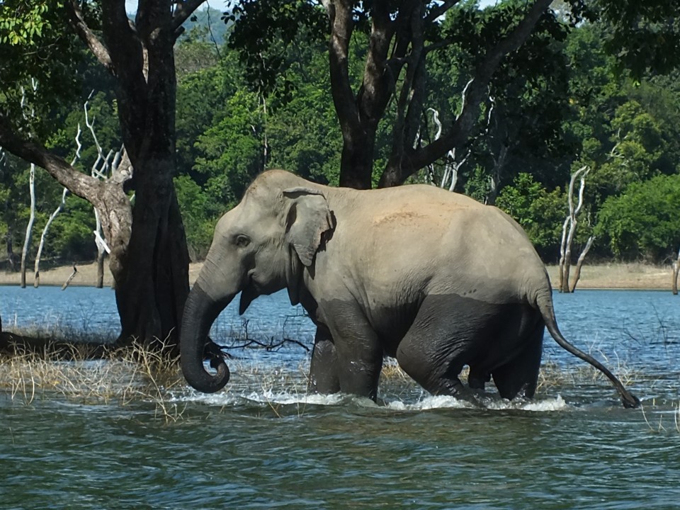 Elefant, Sri Lanka