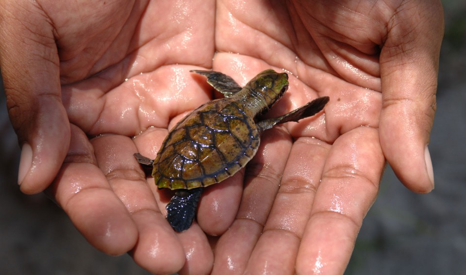 Nikoi turtle