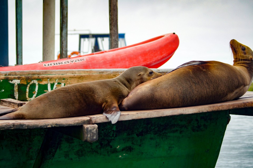 Søløver, Galapagos
