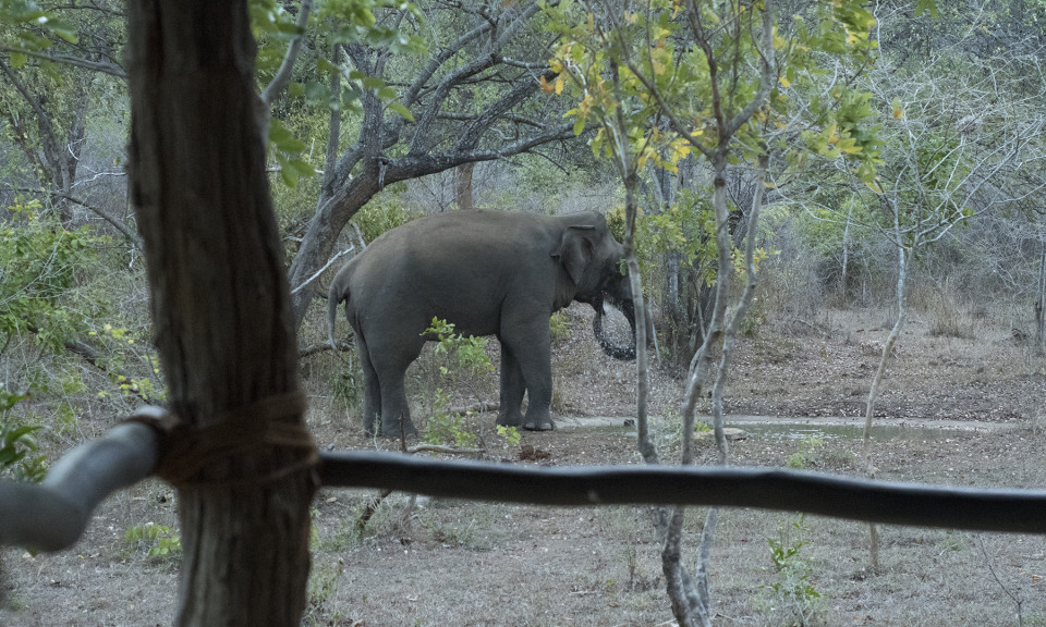 Tree Tops Jungle Lodge, Buttala/Yala, Sri Lanka
