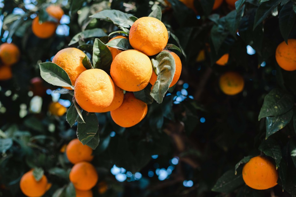 appelsiner i Andalusien, Spanien