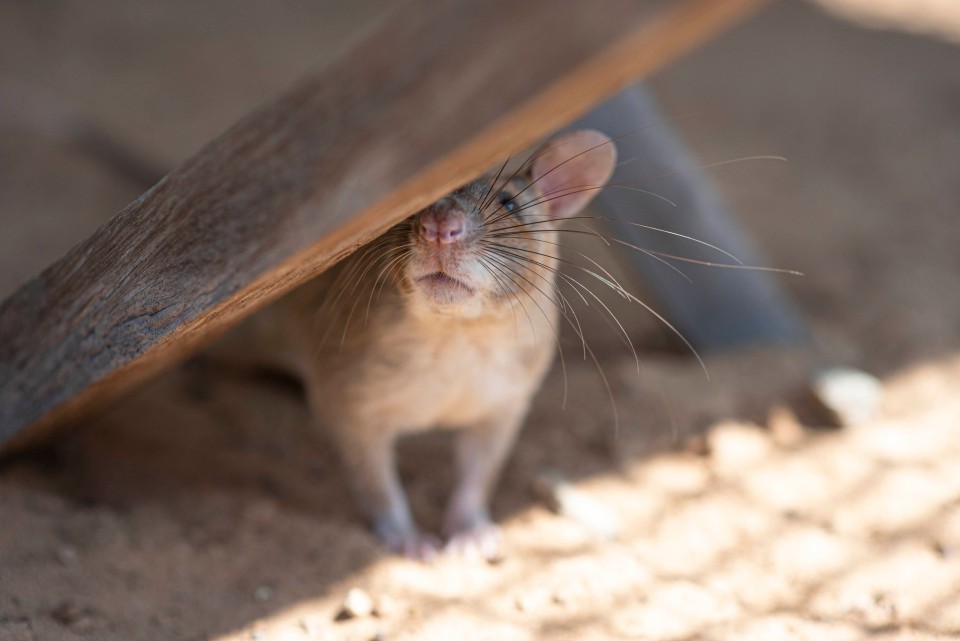 Herorat, Apopo, Siem Reap, Cambodia