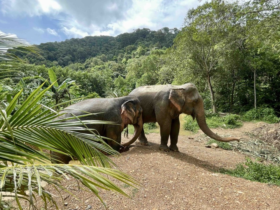 Following Giants, Etisk elefant oplevelse, Koh Lanta, Thailand