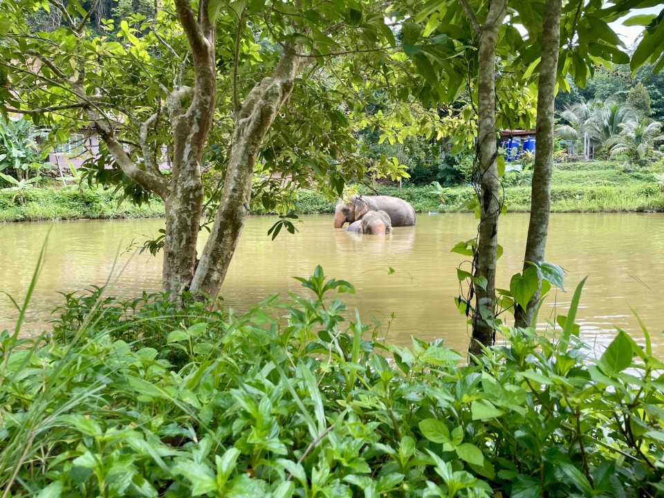 Following Giants, Etisk elefant oplevelse, Koh Lanta, Thailand