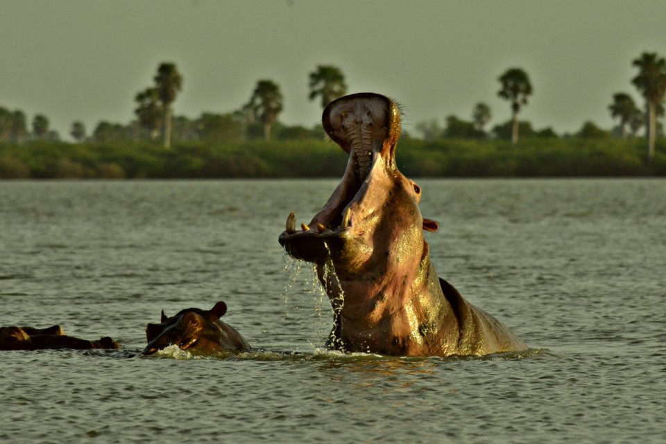 Siwandu Safari Camp, Selous