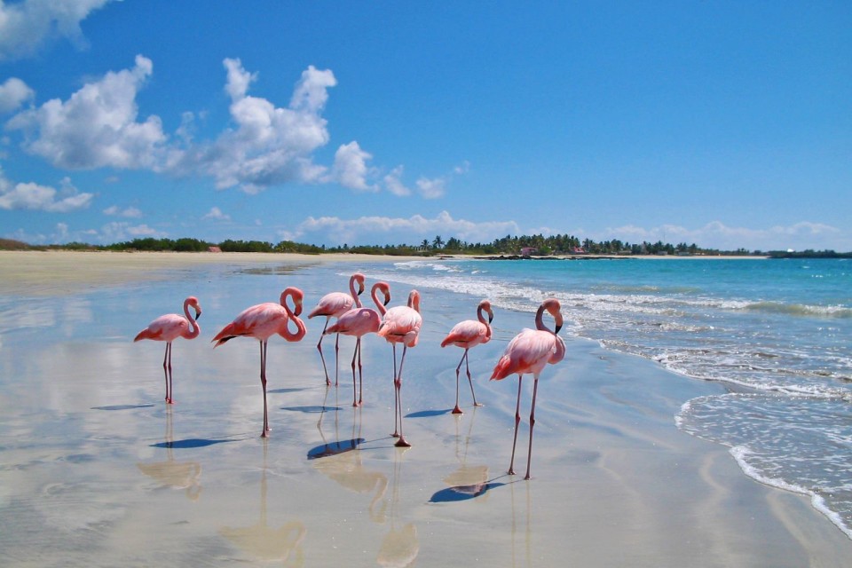 Flamingoer på Galapagos