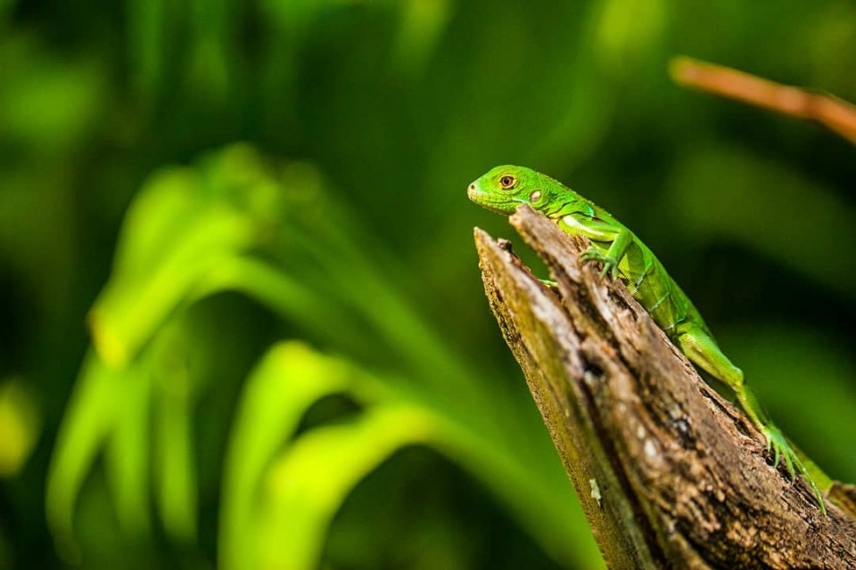 Costa Rica fyldt med natur