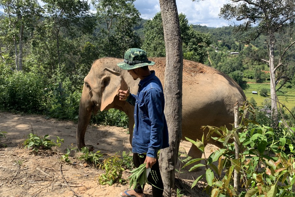 Mahout and elephant Changchill