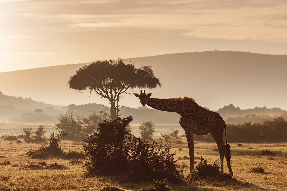 House in The Wild, Masai Mara