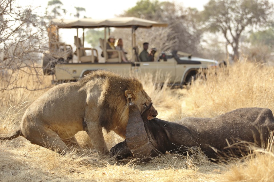 Ikuka Safari Camp, Ruaha National Park, Tanzania