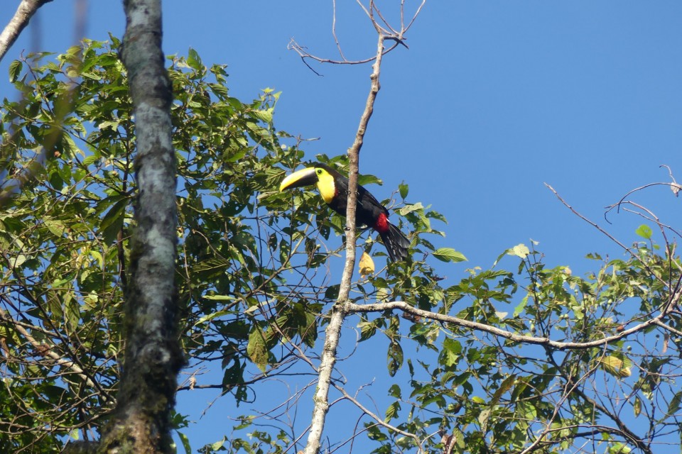 Maquipucuna Reserve and Ecolodge, Ecuador